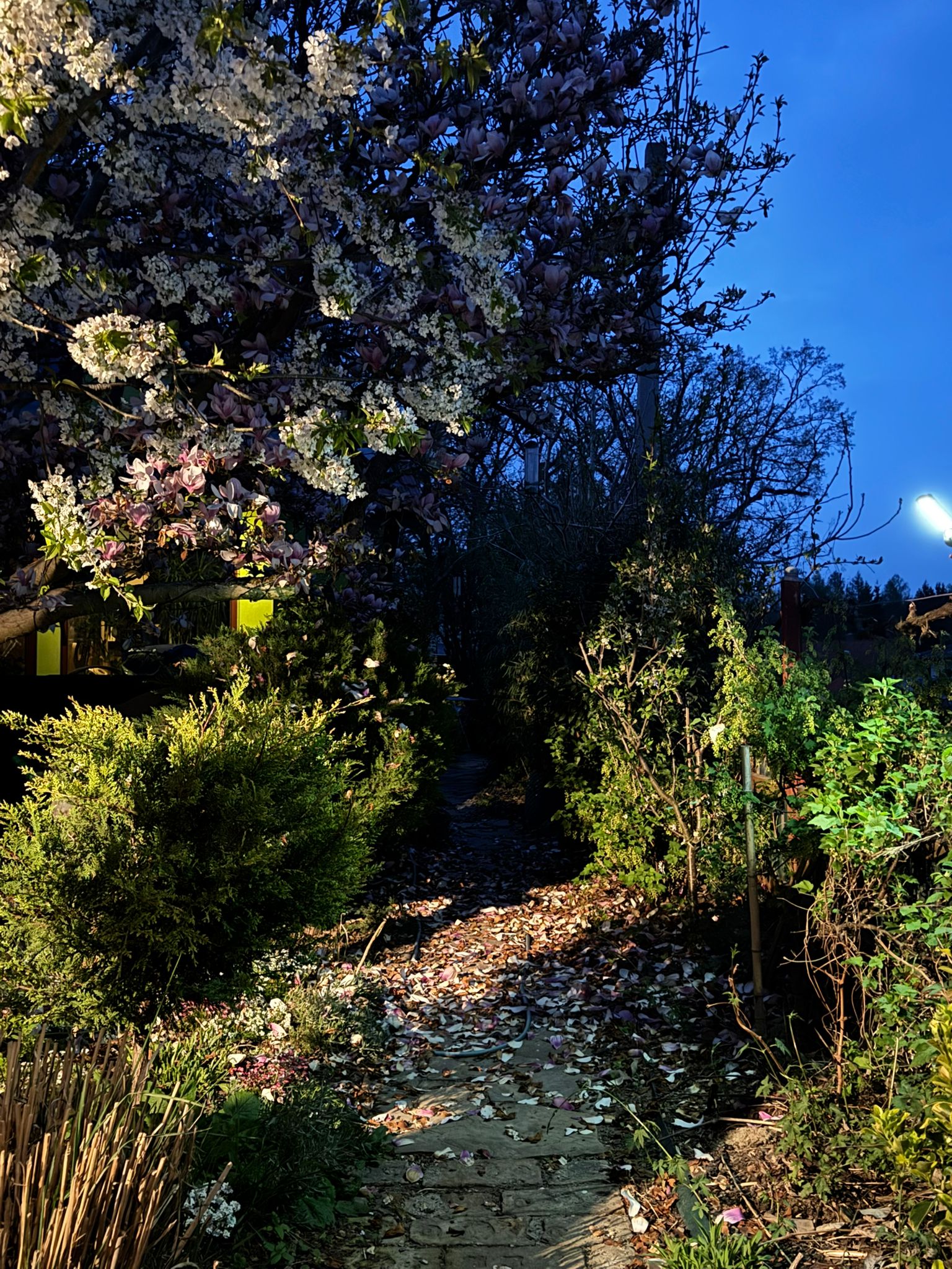 Garten 6 – Vogelmusik